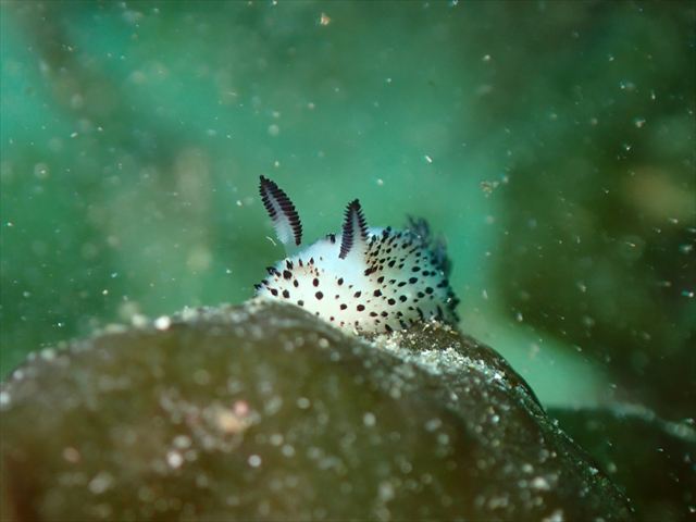 昨日より落ち着いた海