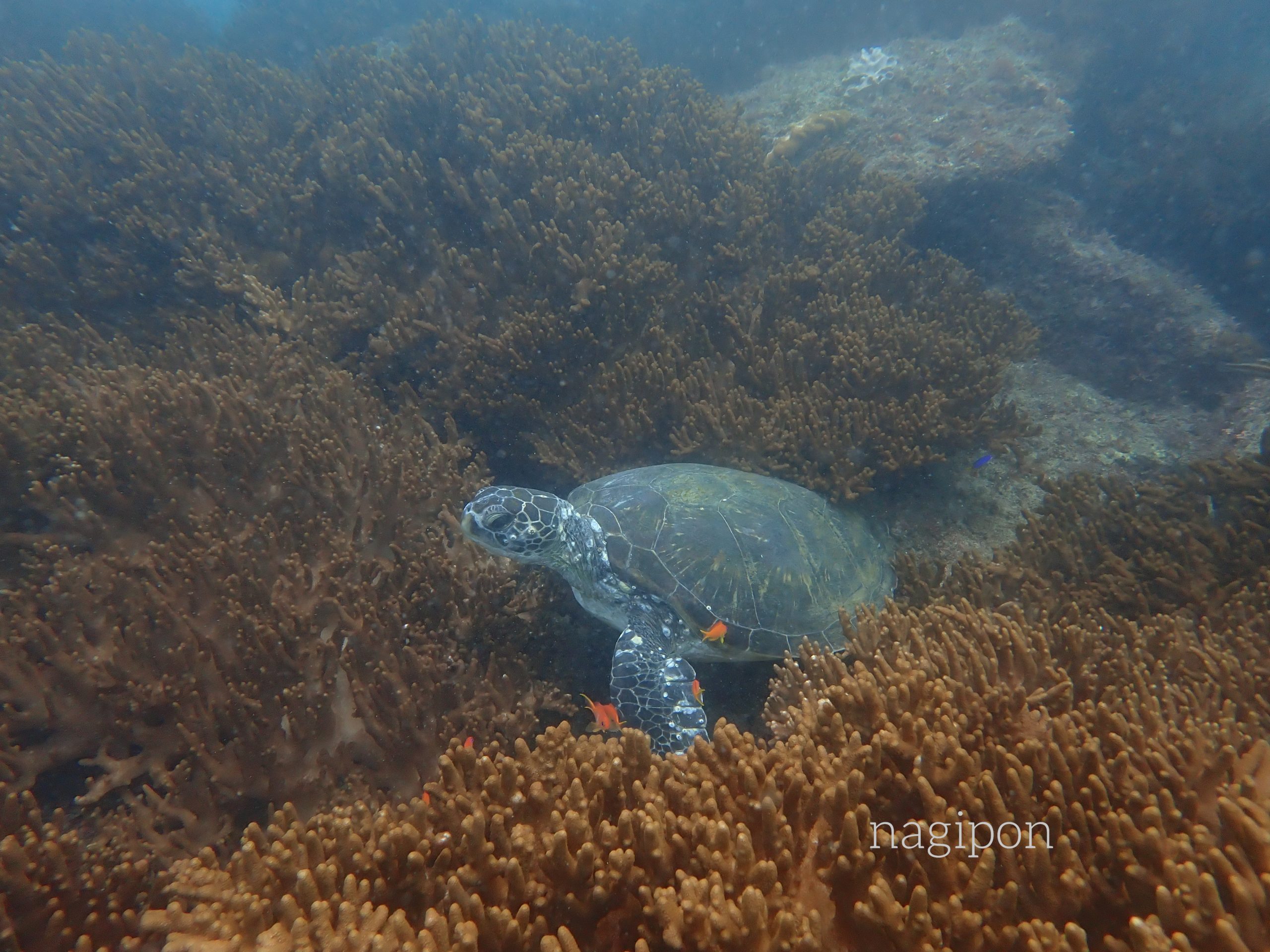 ここは竜宮城!カメにサンゴに極小ウミウシ…磯崎の海が濃すぎます✨