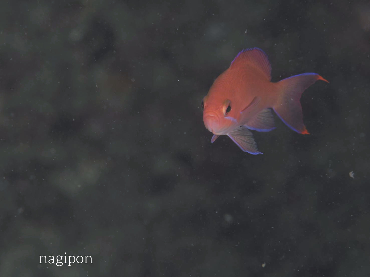 少しうねりのある中で美しい生物に癒されました！