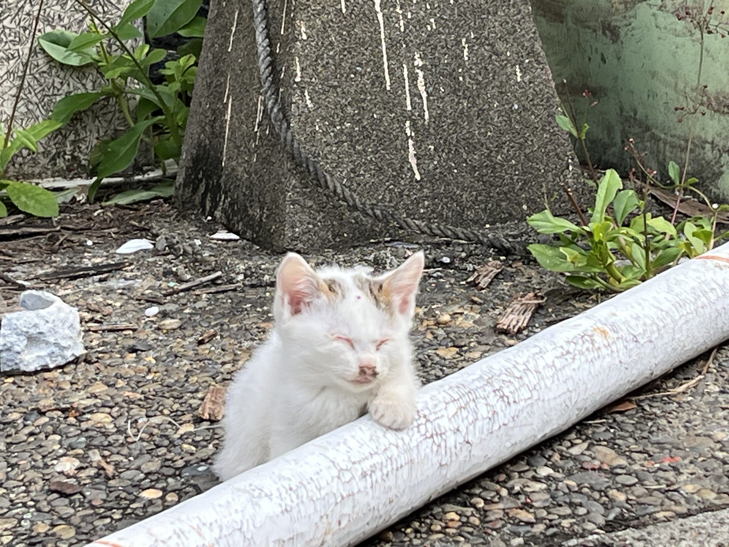 磯崎港の小さな命と、繋がった温かさ