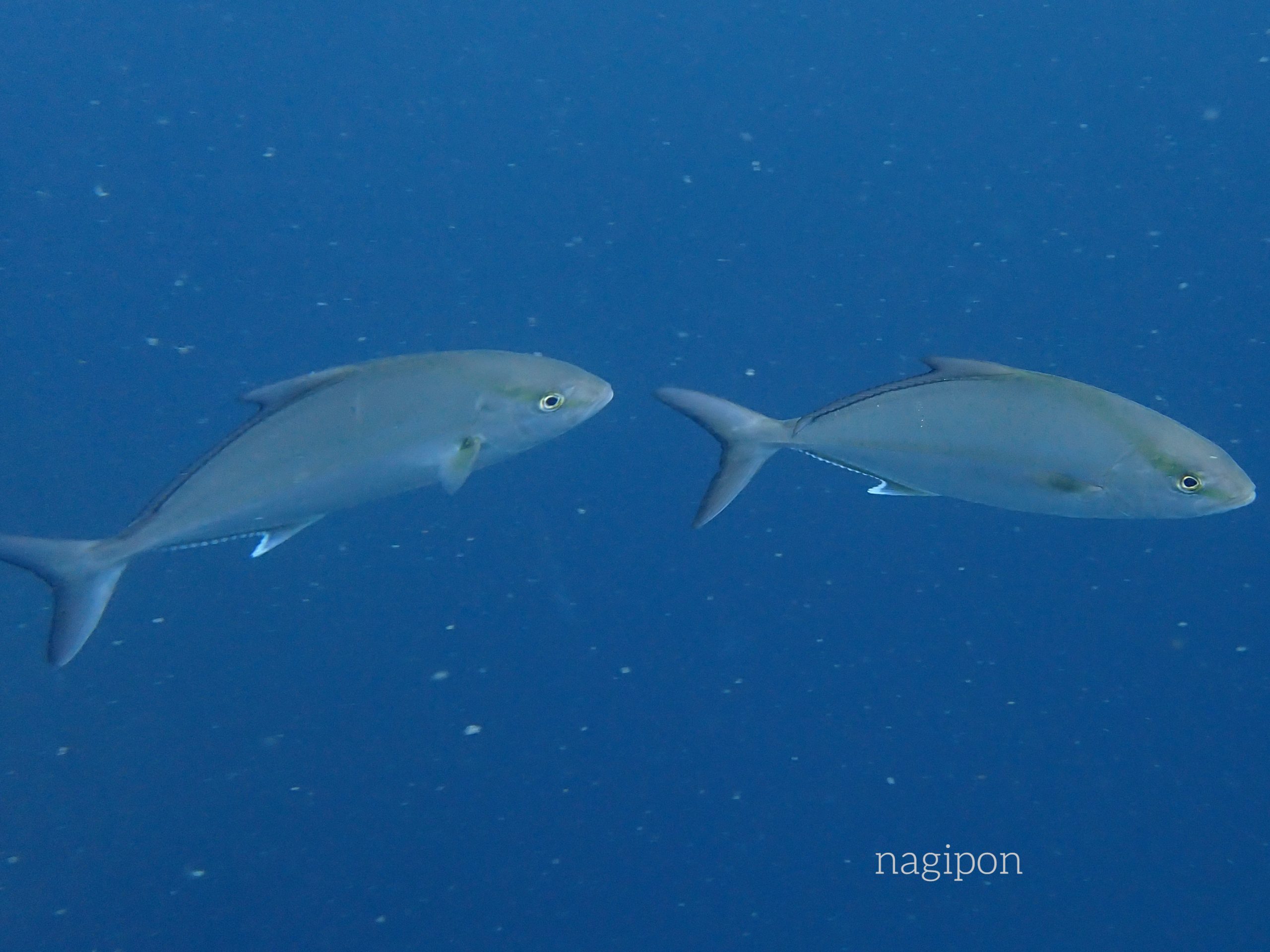 磯崎の人気ポイント「マブリカ」へ！魚影ぐっちゃりの洞窟