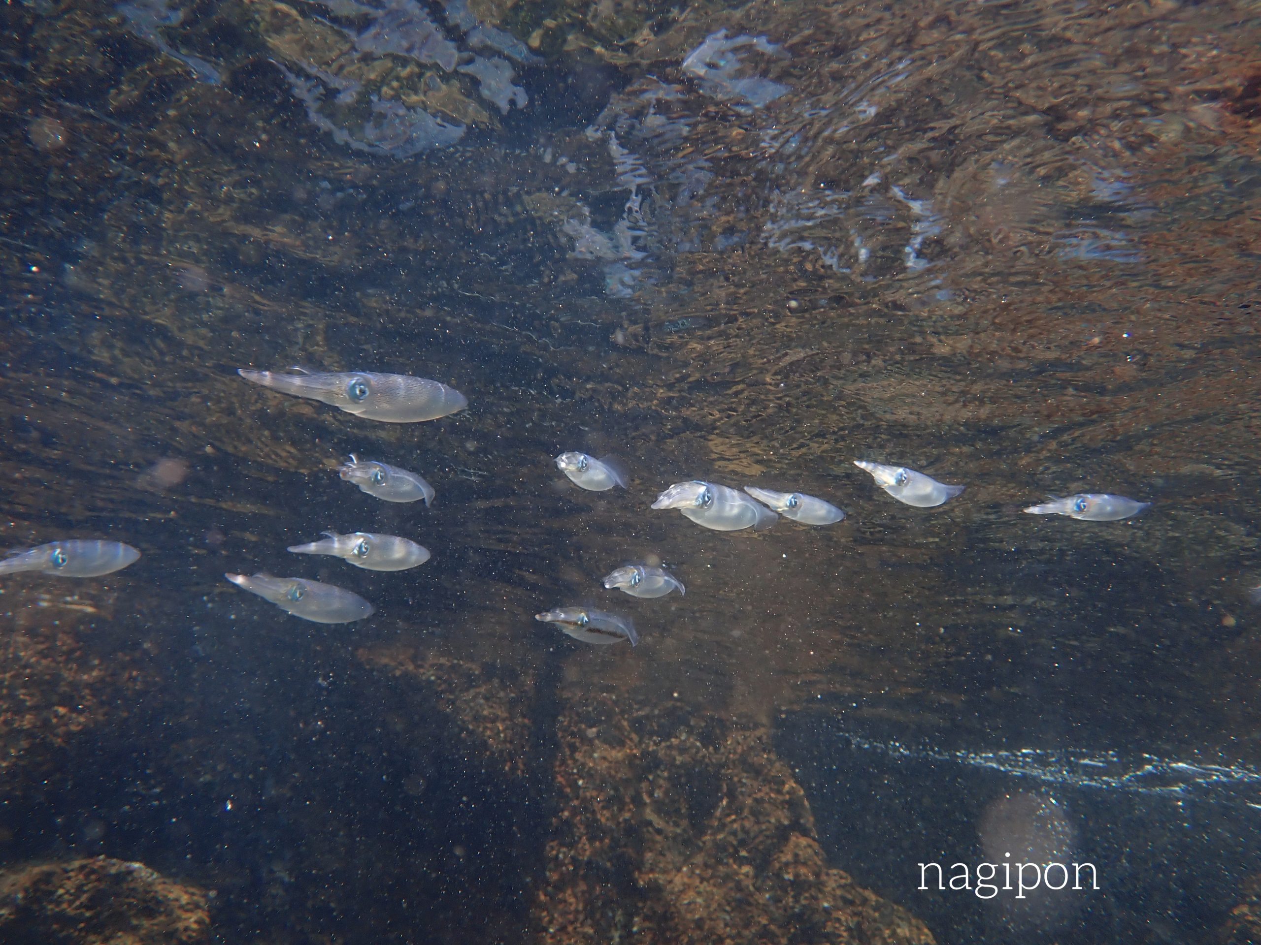魚の群れに大満足のゲスト様！